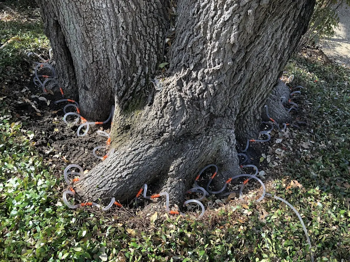 Detailed Tree Cabling and Bracing job site in Laurys Station